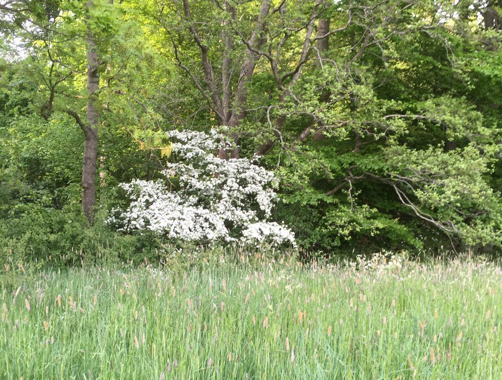 Hegnet blomstrer